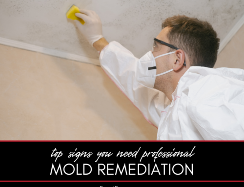 Top Signs You Need Professional Mold Remediation