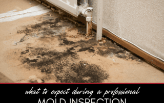 What to Expect During a Professional Mold Inspection