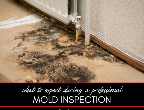 What to Expect During a Professional Mold Inspection