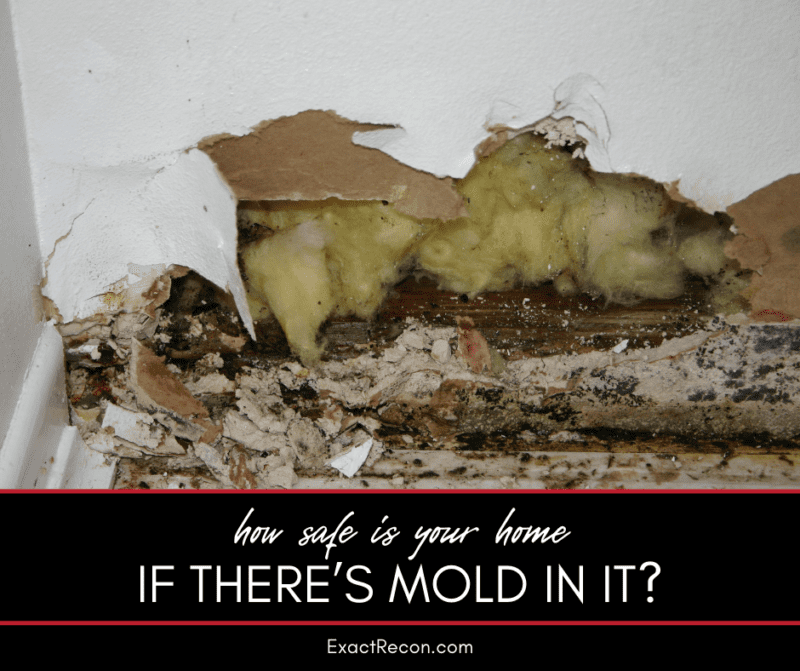 How Safe is Your Home if There's Mold in It? | Exact Recon Restoration