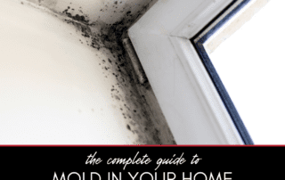 The Complete Guide to Mold