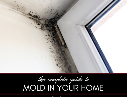 The Complete Guide to Mold