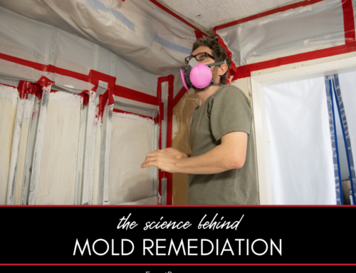 The Science Behind Mold Remediation