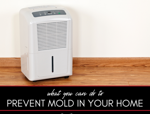 What Can You Do to Prevent Mold in Your Home?