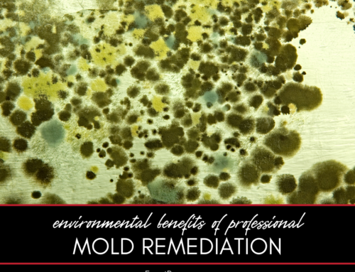 The Environmental Benefits of Professional Mold Remediation