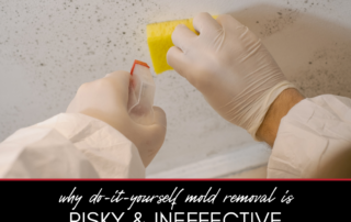 Why DIY Mold Removal Can Be Risky and Ineffective