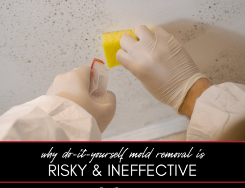 Why DIY Mold Removal Can Be Risky and Ineffective