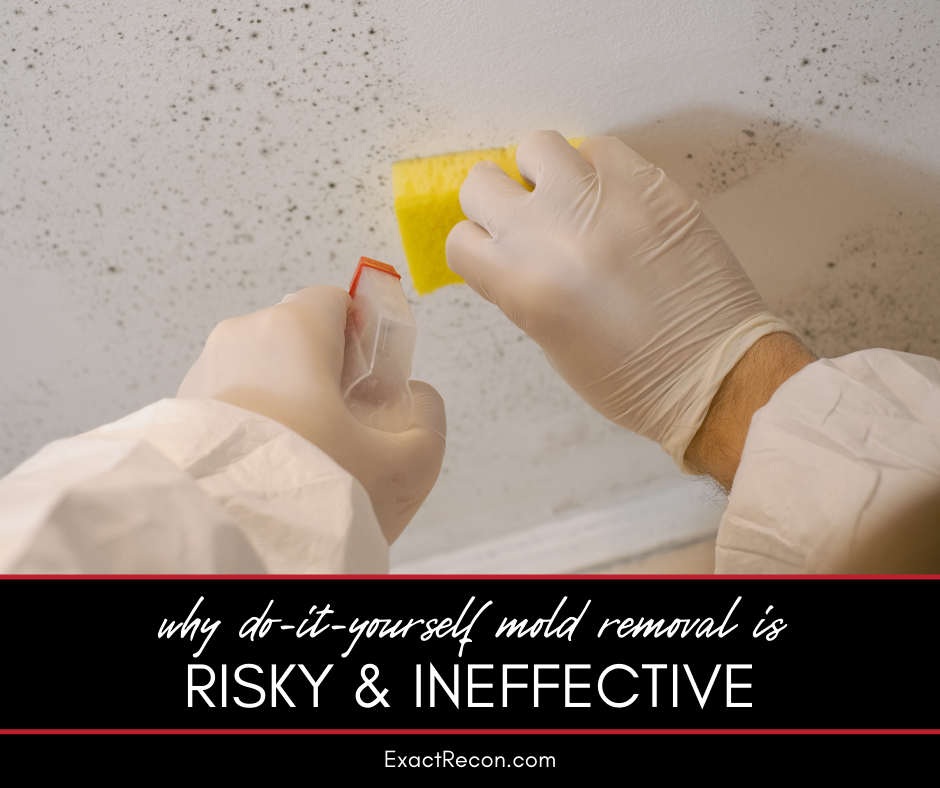 Why DIY Mold Removal Can Be Risky and Ineffective