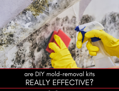 Are DIY Mold Removal Kits Effective?