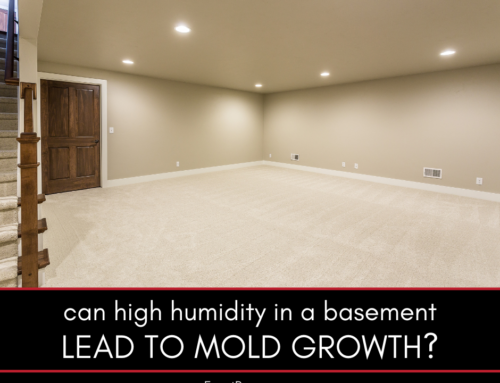 Can High Humidity in a Basement Lead to Mold Growth?