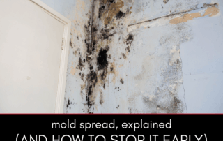 Mold Spread, Explained