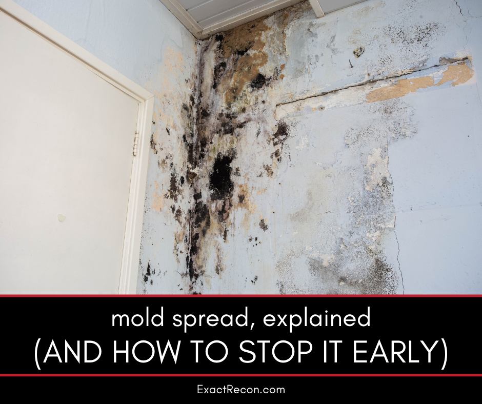 Mold Spread, Explained (and How to Stop It Early) 4 Mold Spread, Explained