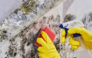Person wearing yellow rubber gloves sprays cleaner and scrubs heavy mold growth on a peeling, basement water-damaged interior wall.