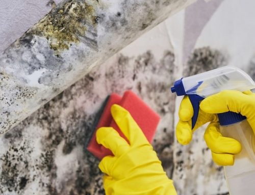 Basement Water Damage and the Health Risks of Standing Water